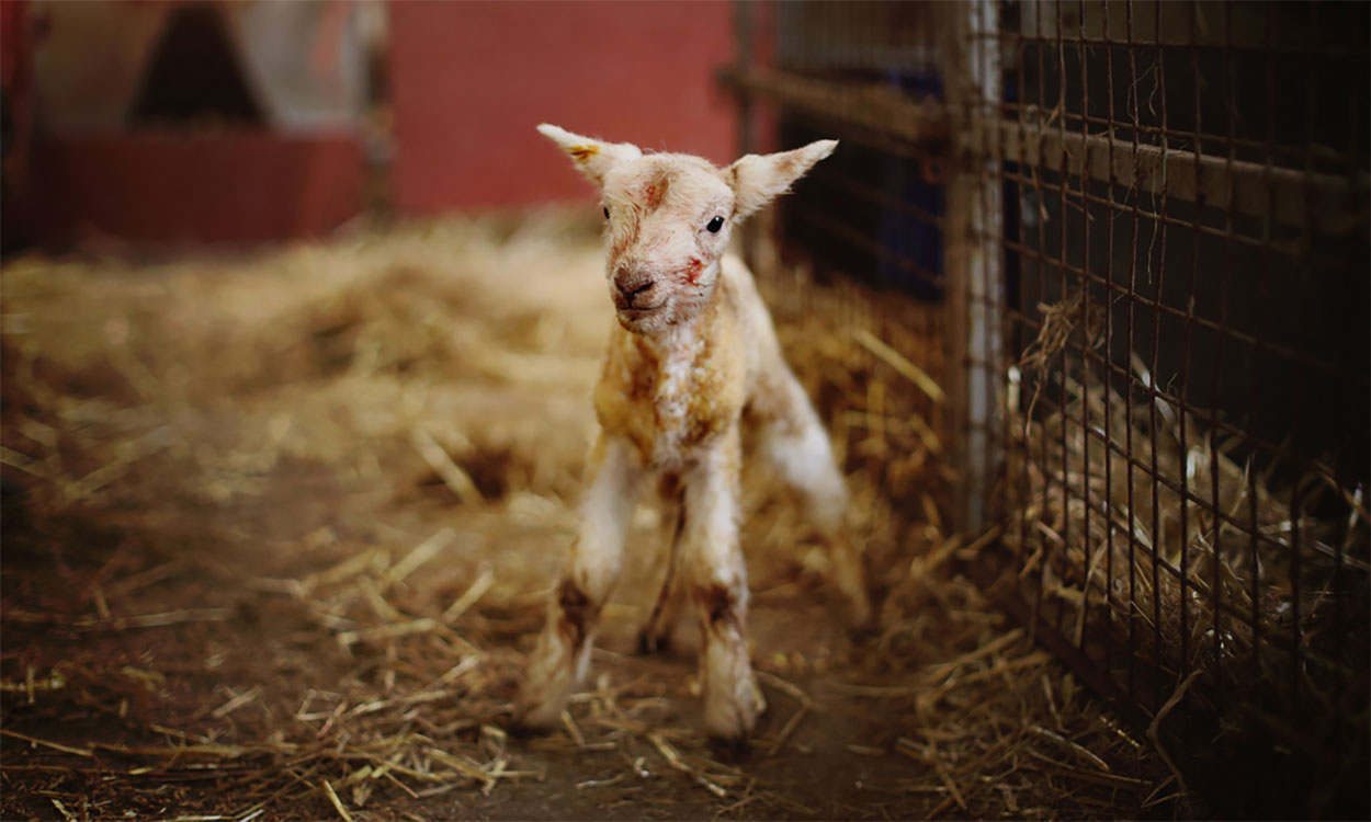 A newborn lamb.
