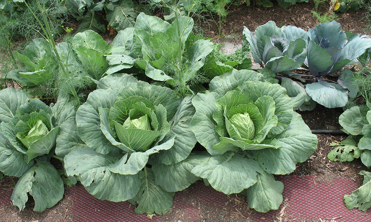Group of leafy, green cabbage plants growing in a garden.