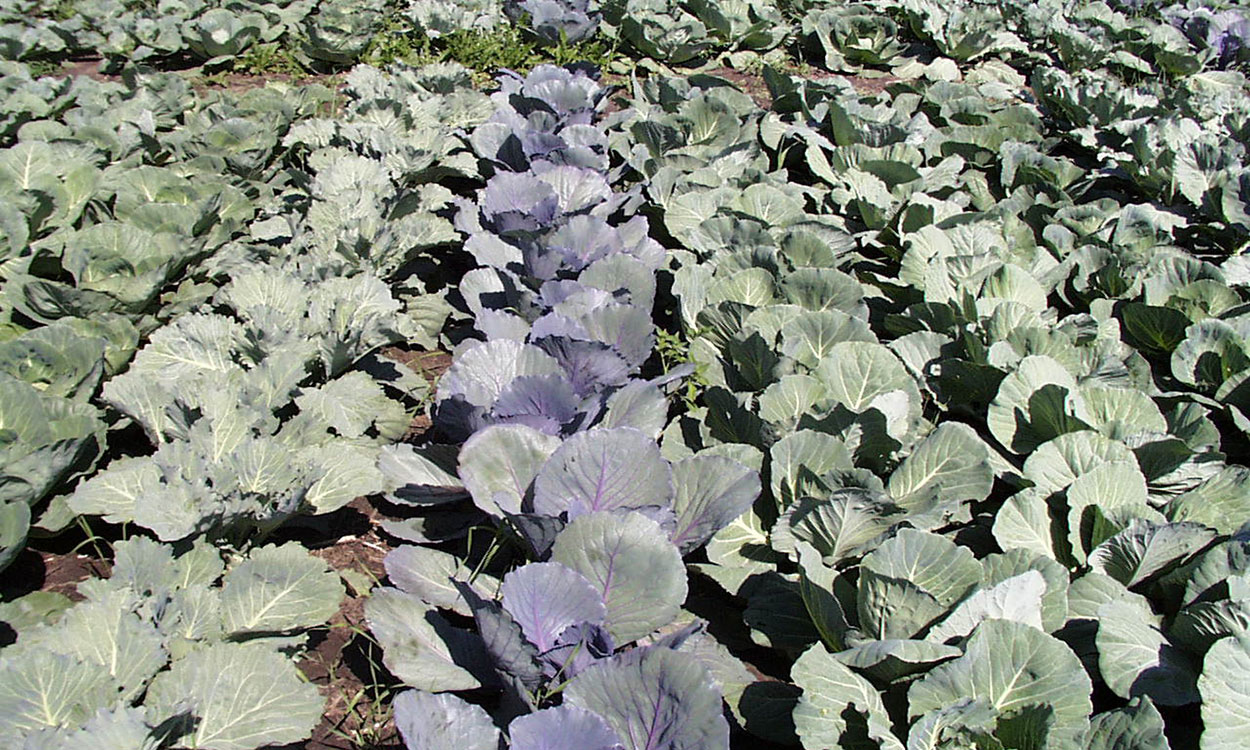 Rows of cabbage plants with leaves ranging in color from purple to light green.