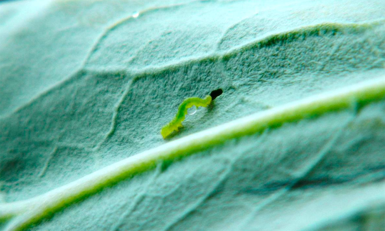 A small, green worm feeding on a cabbage leaf.