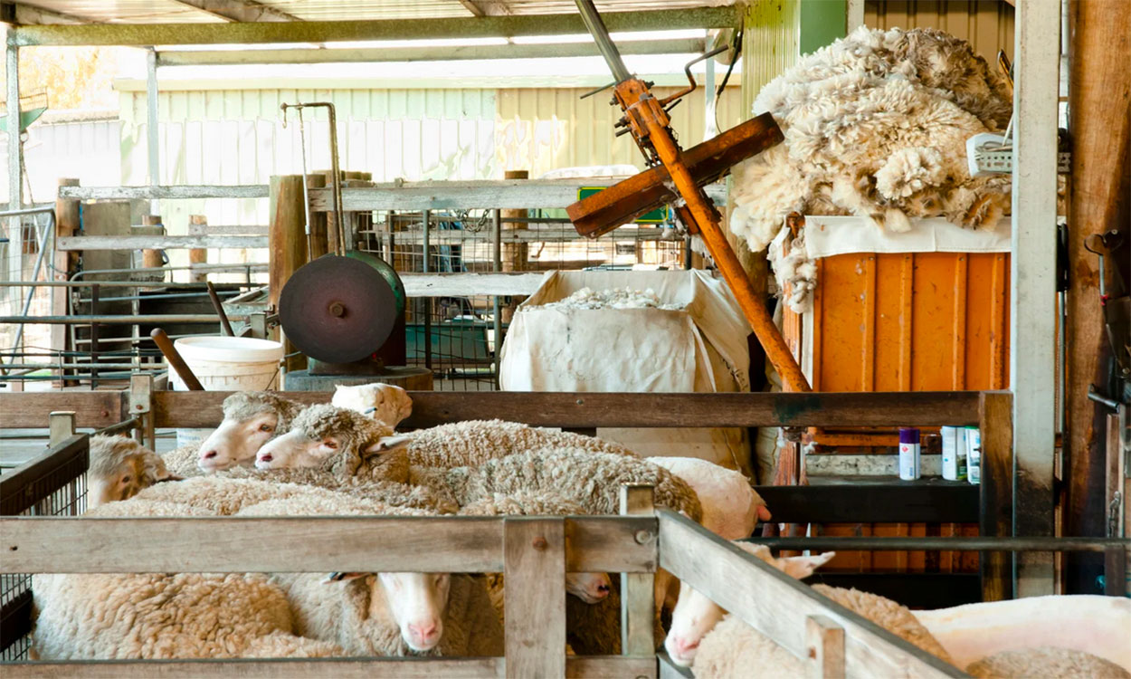 Small group of white sheep in a sheep shearing enclosure.