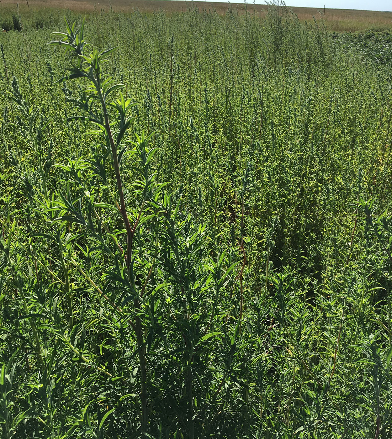 Kochia plants growing in a test plot field.