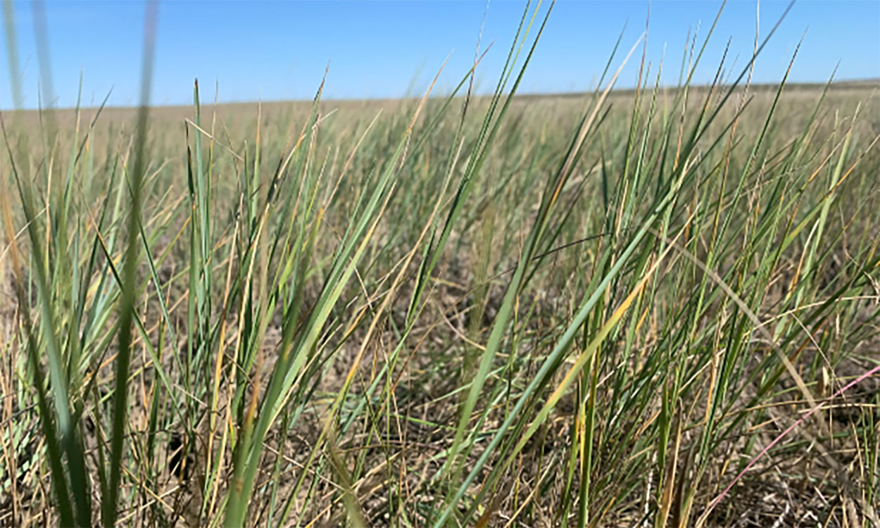 Variety of grasses growing in rangeland with some showing signs of drought stress.