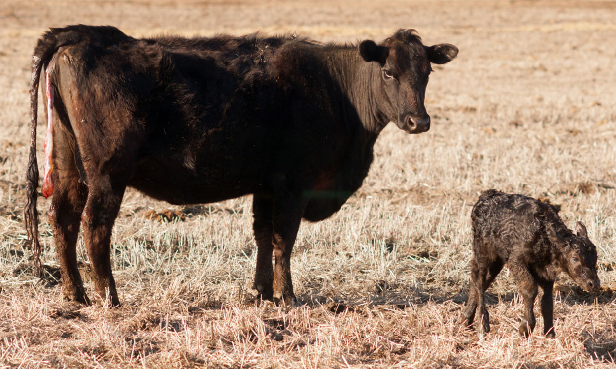 Newborn black angus calf with mother cow.