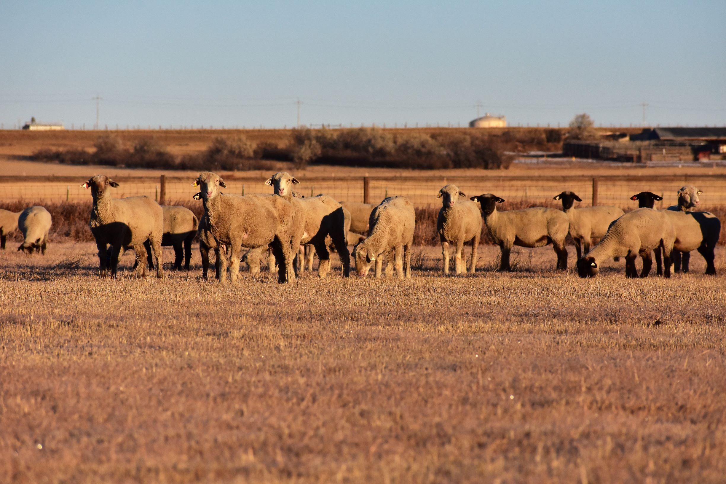 a herd of sheep standing in a pasture