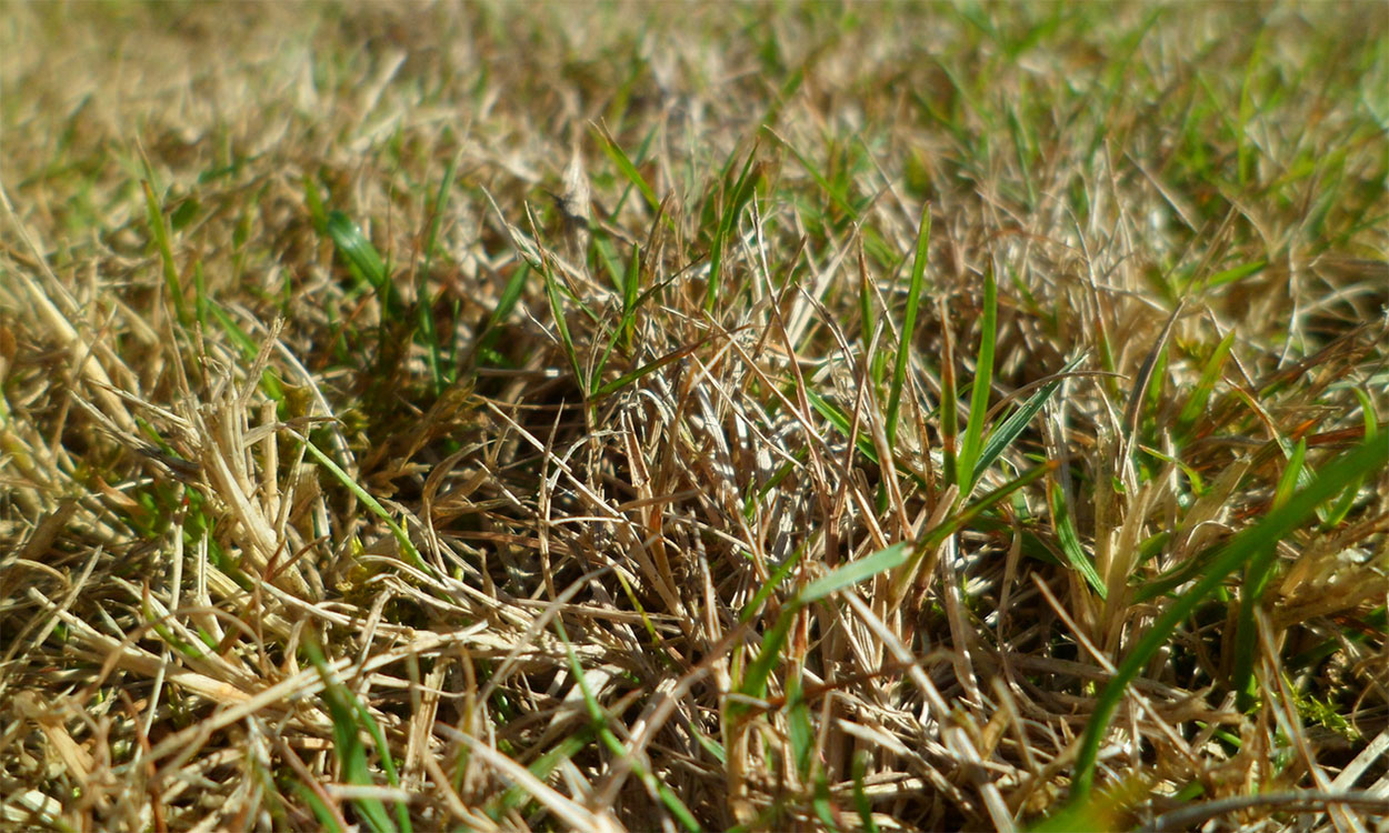 Close-up of a grass lawn during drought