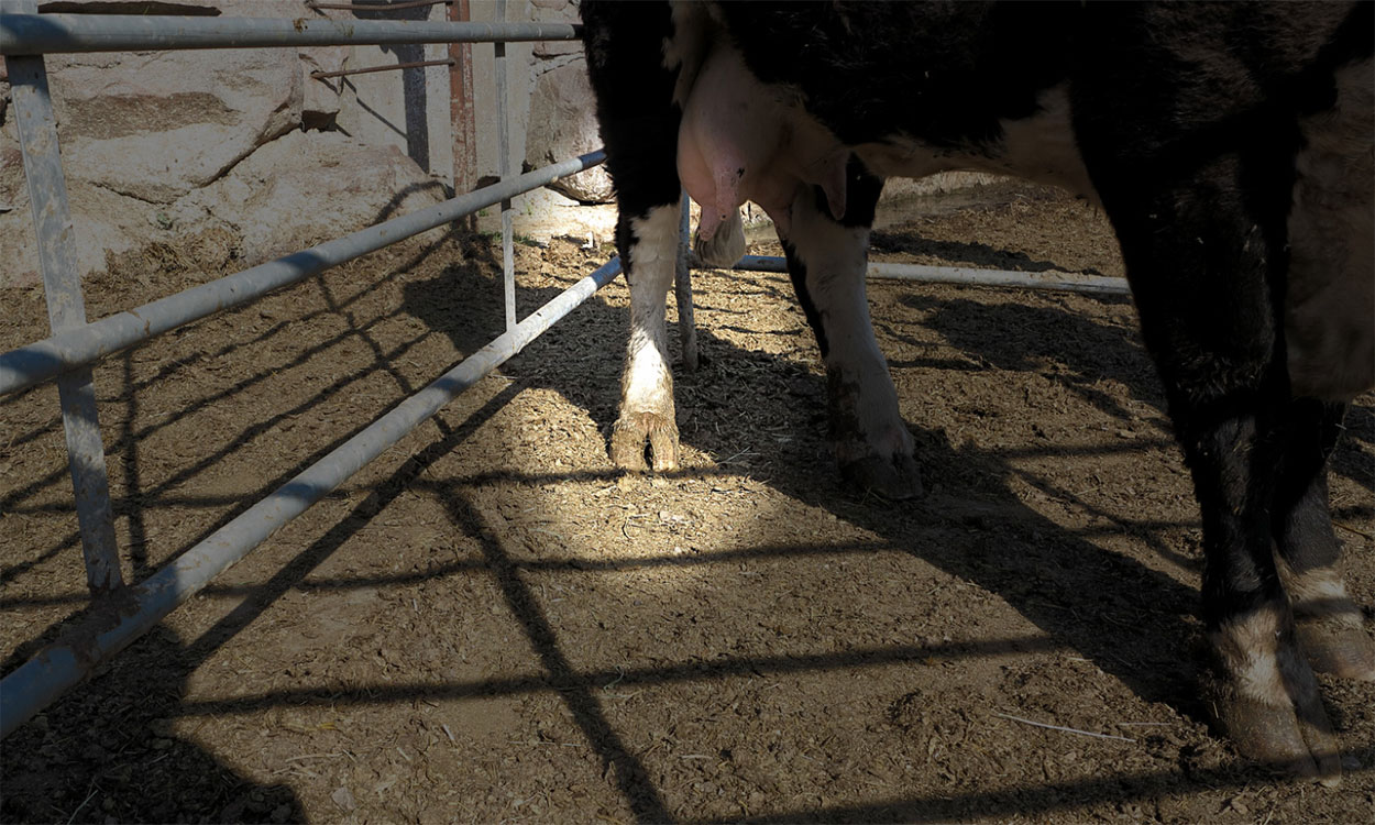 Cow exhibiting lameness symptoms with focus on its right, rear foot.