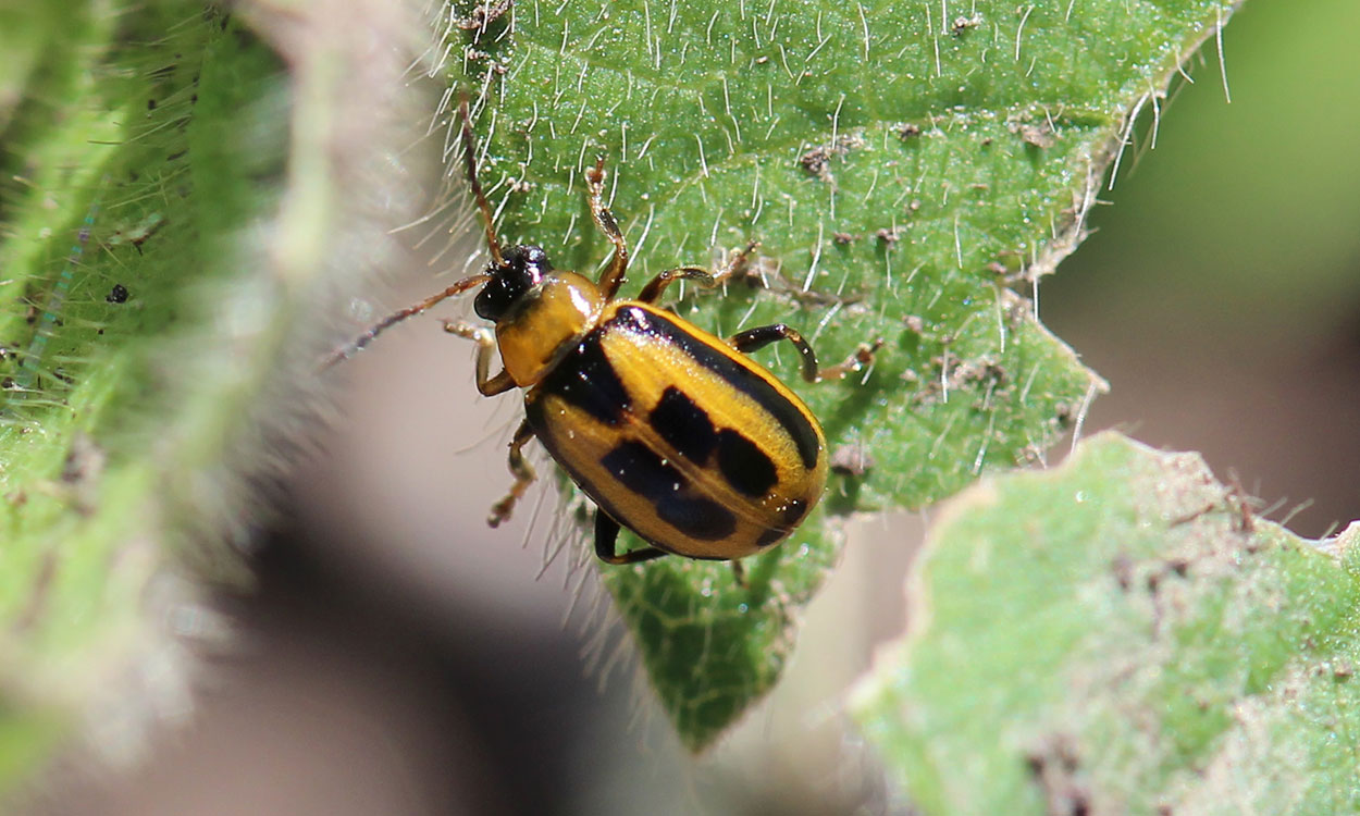A yellow beetle with a black head, and square black markings on its back standing on a soybean leaf.