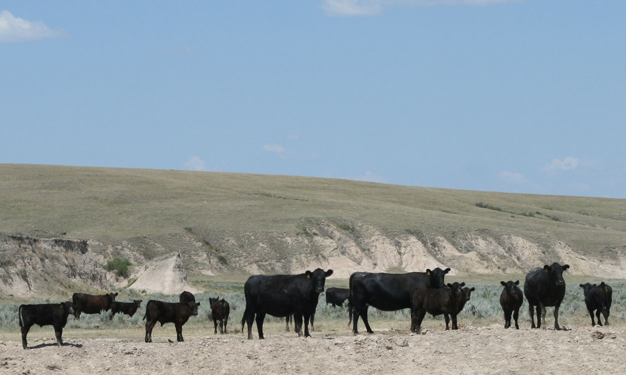 Cattle grazing drought-stressed rangeland in western South Dakota.