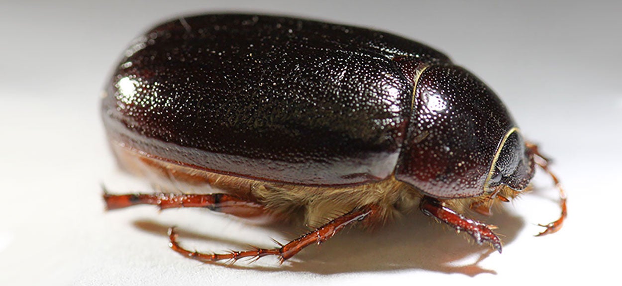 Dark brown beetle with light brown legs and visible hairs on the ventral side.