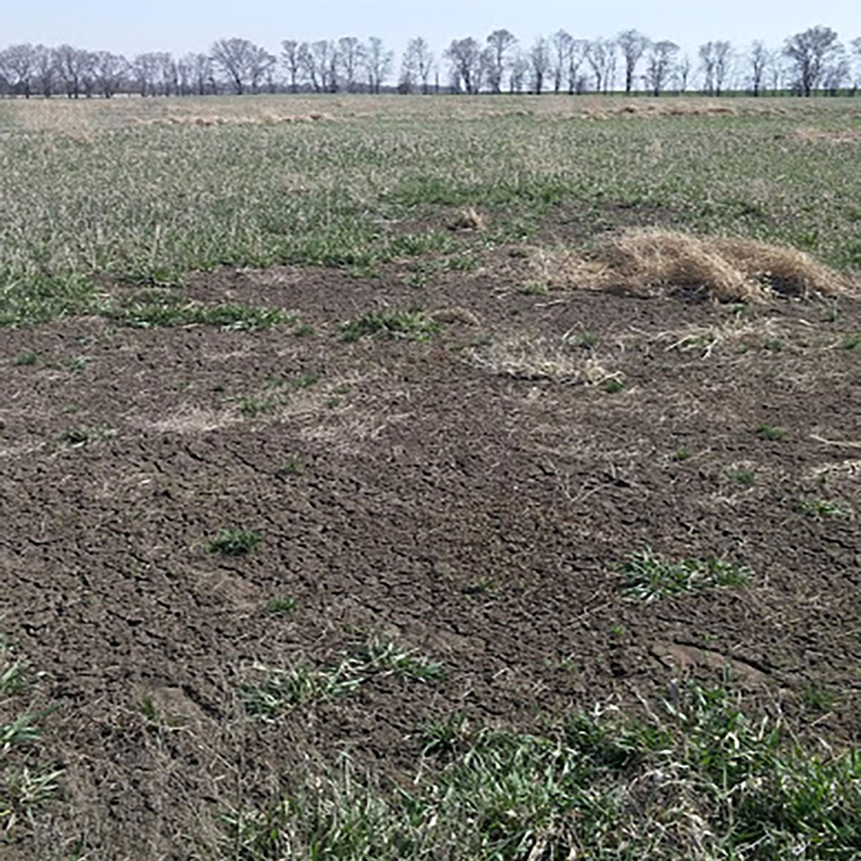 Dirt patch in the center of a pasture caused by white grub feeding.