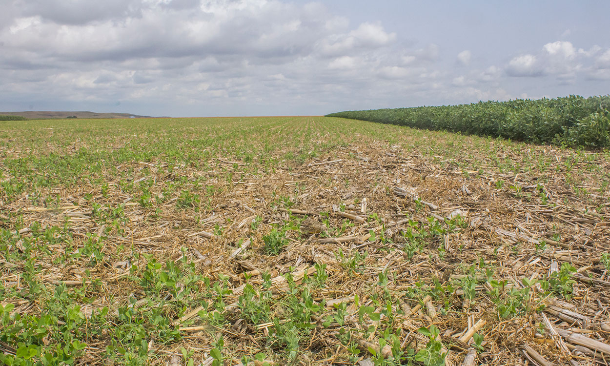 Field pea cover crop blend growing in a field of corn residue.