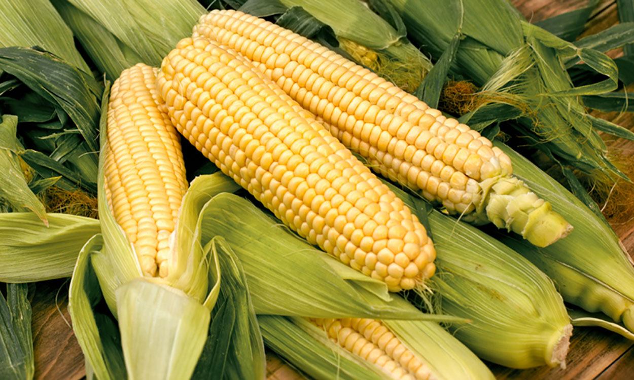 Several ears of sweet corn on a table.