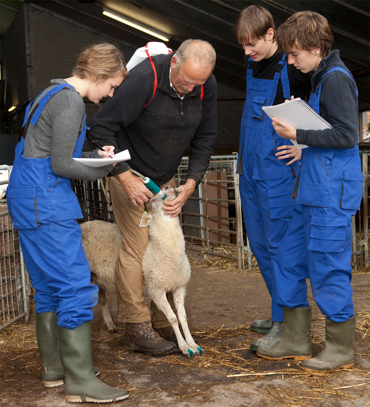Three young trainees shadowing a veterinarian administering a deworming agent in a sheep.