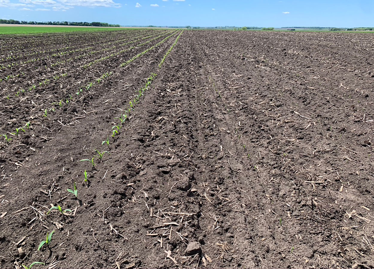 Photo of corn planted two weeks apart. Early planted corn on the left much larger than the later planted corn on the right.