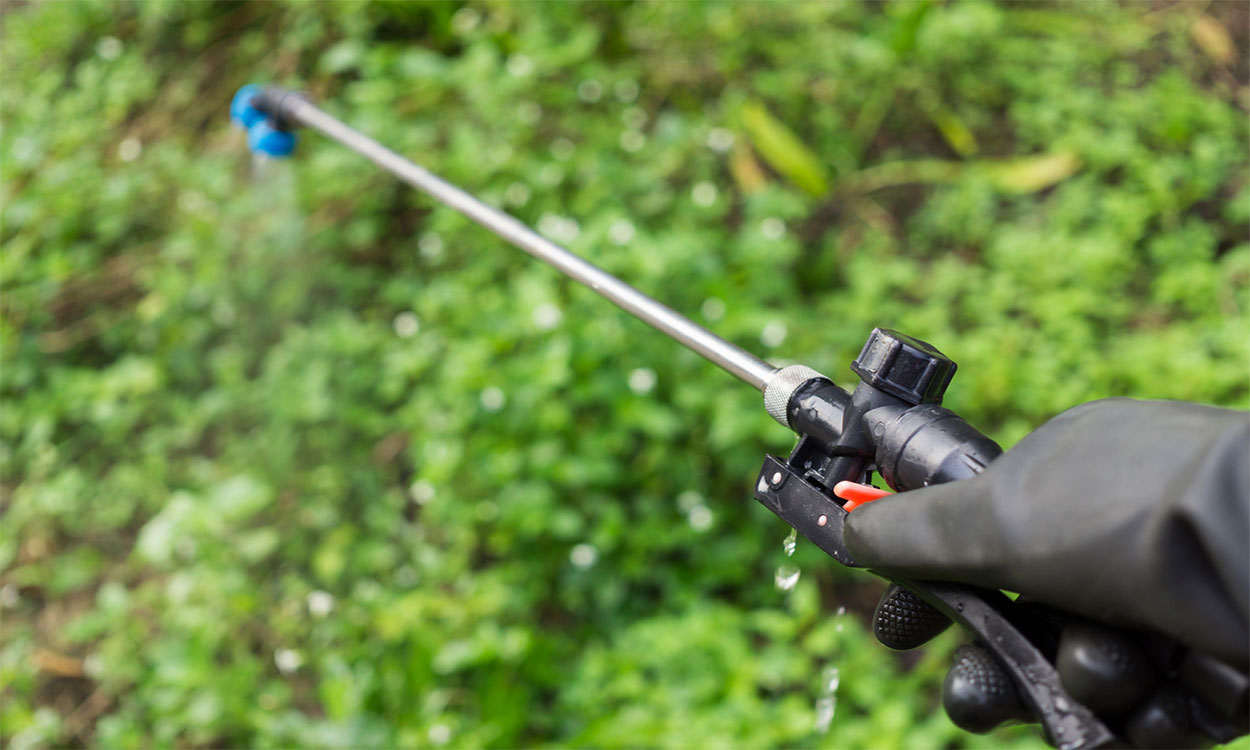 Hand holding herbicide sprayer over vegetable garden.