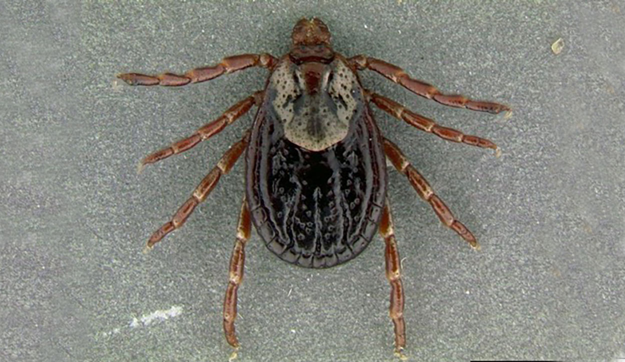 Dark brown tick with a white shield behind the head.