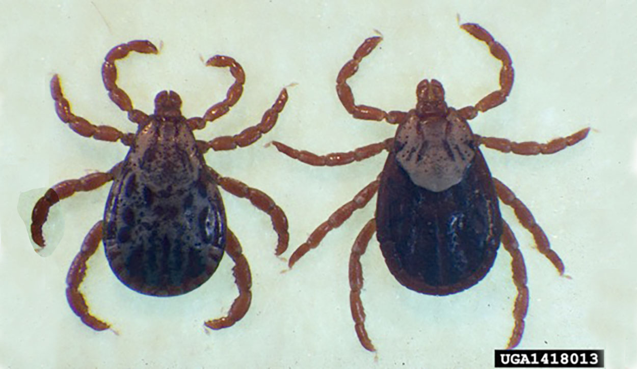 Two brown ticks, one with white patterns on the body and the other with a white shield behind the head.
