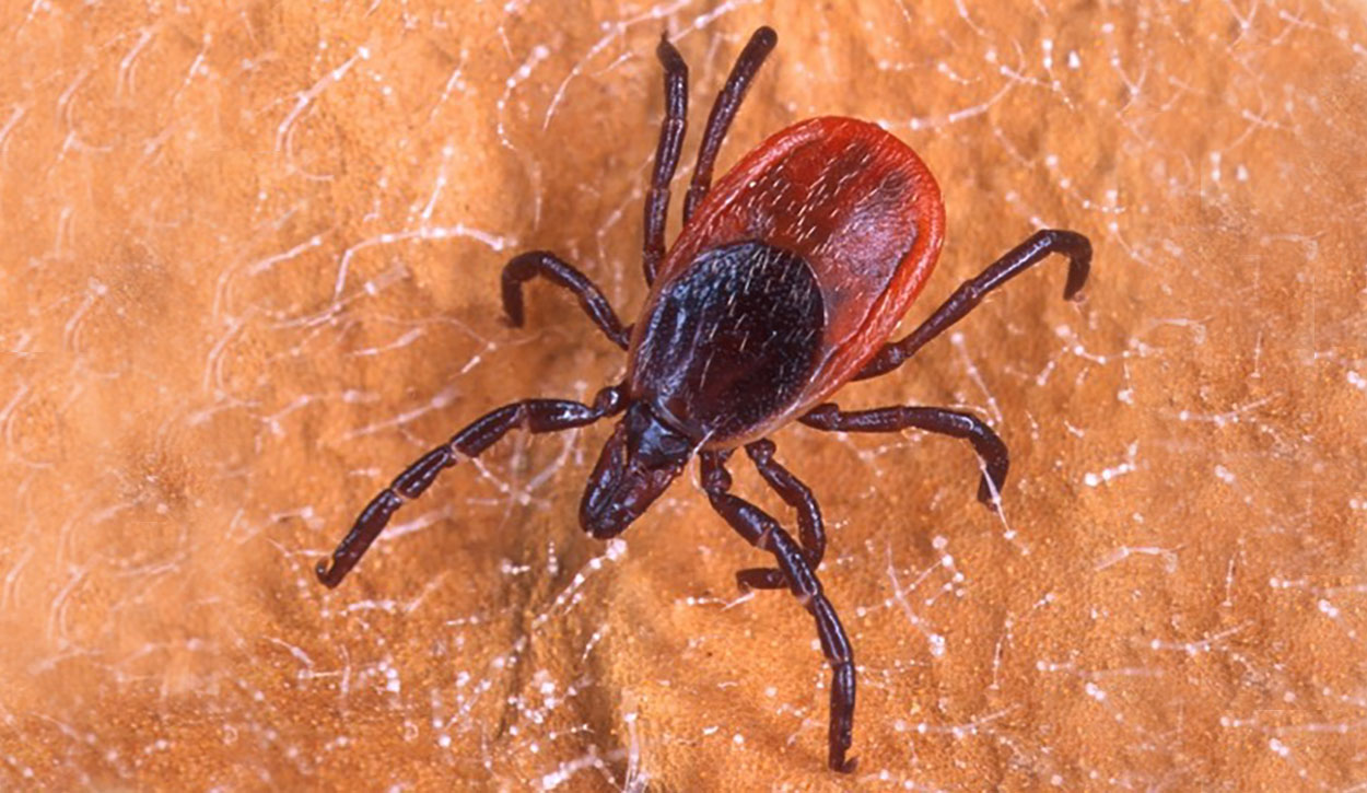 Reddish-orange tick with dark brown legs, head, and shield behind the head.