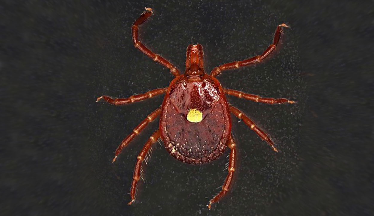 Reddish-brown tick with a white spot in the center of the body.