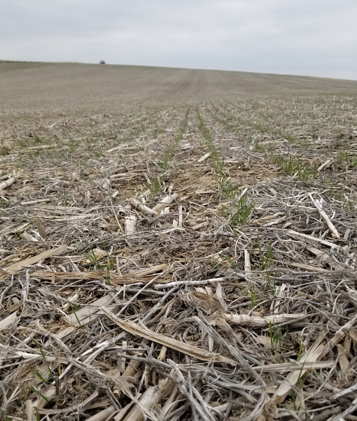 Winter wheat emerging from a dry stand in early spring.