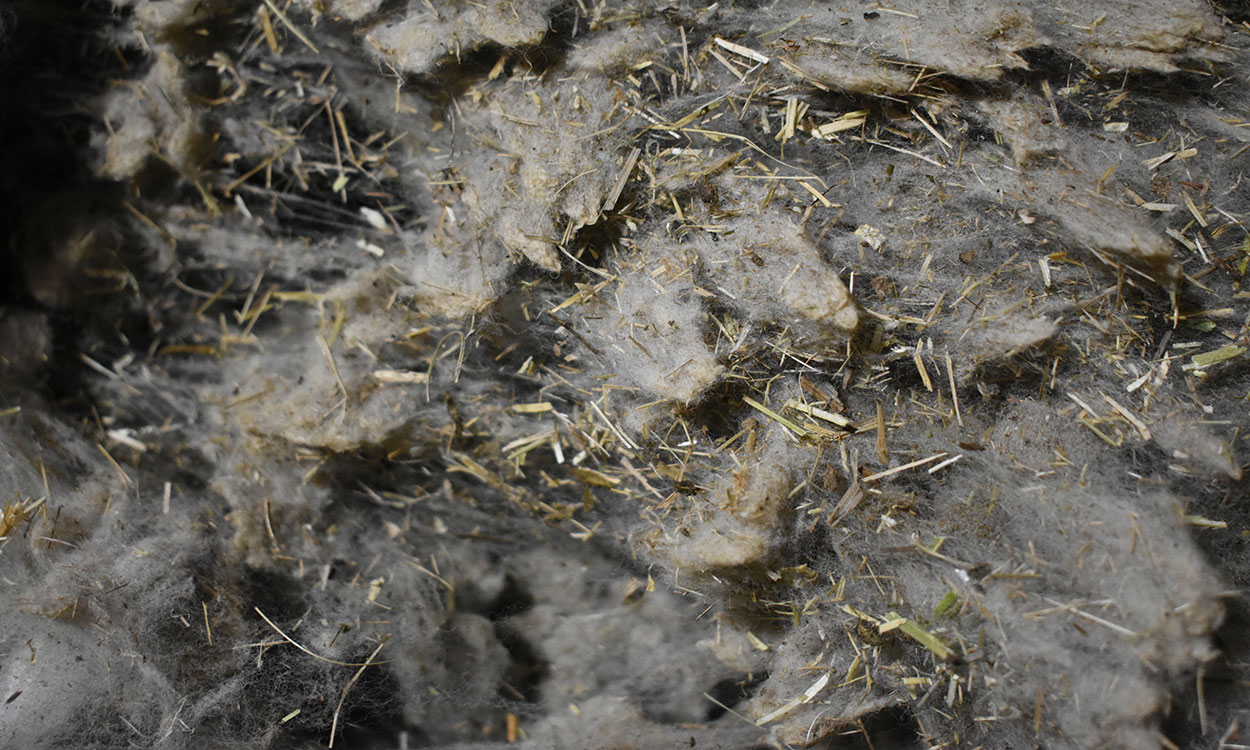 Fleece of sheep wool with visible plant matter throughout.