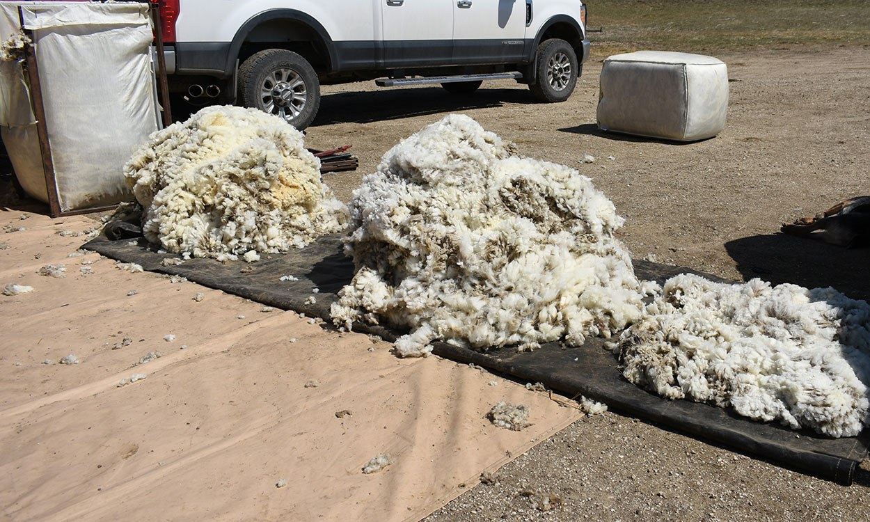 A pile of sheep fleeces ready for sorting.