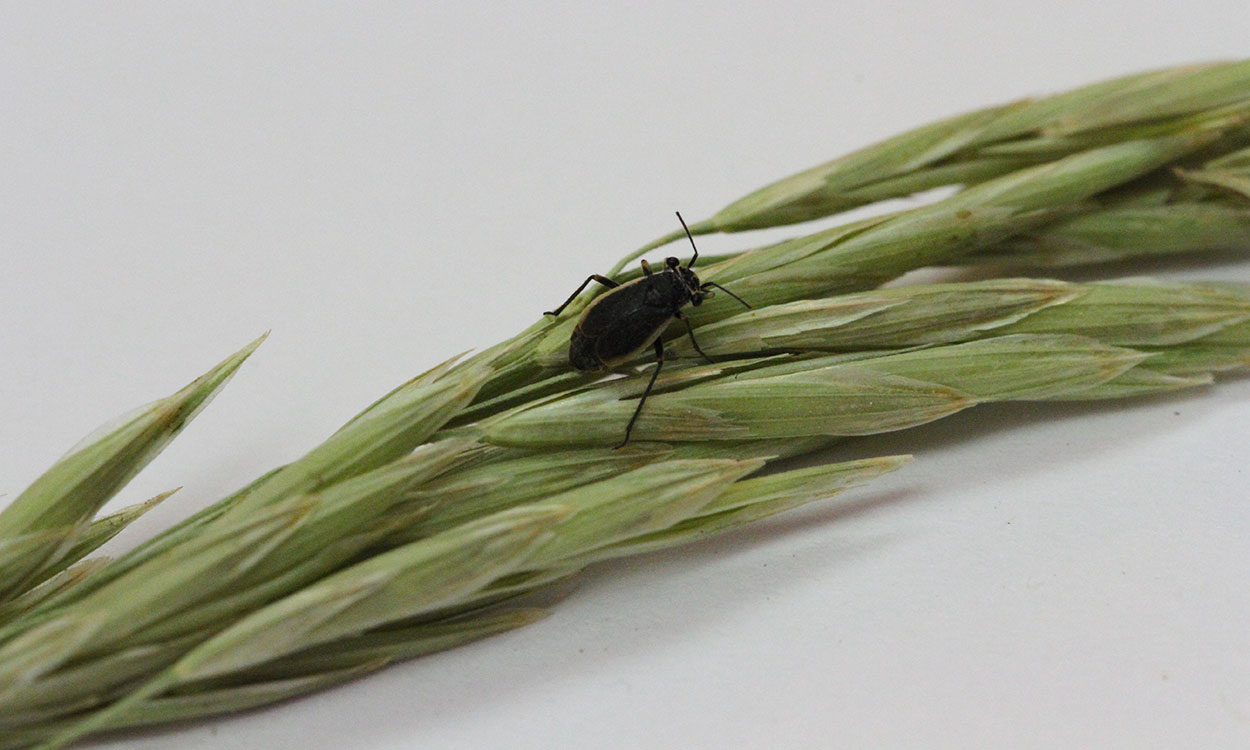 A small black bug with tan margins on the wings. This insect is resting on a grass seed head.