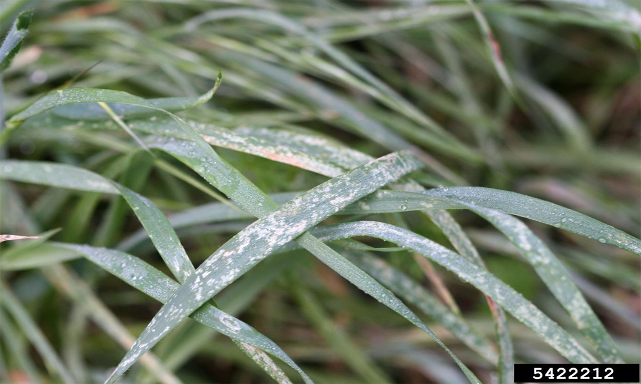 Green grass with multiple brownish-white spots on the leaves.