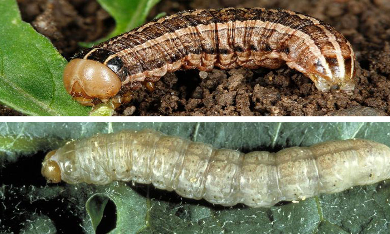 Top: Army cutworm caterpillar. Bottom: Pale western cutworm caterpillar.