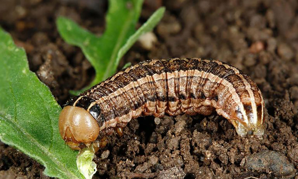 Brown and black caterpillar with tan head.