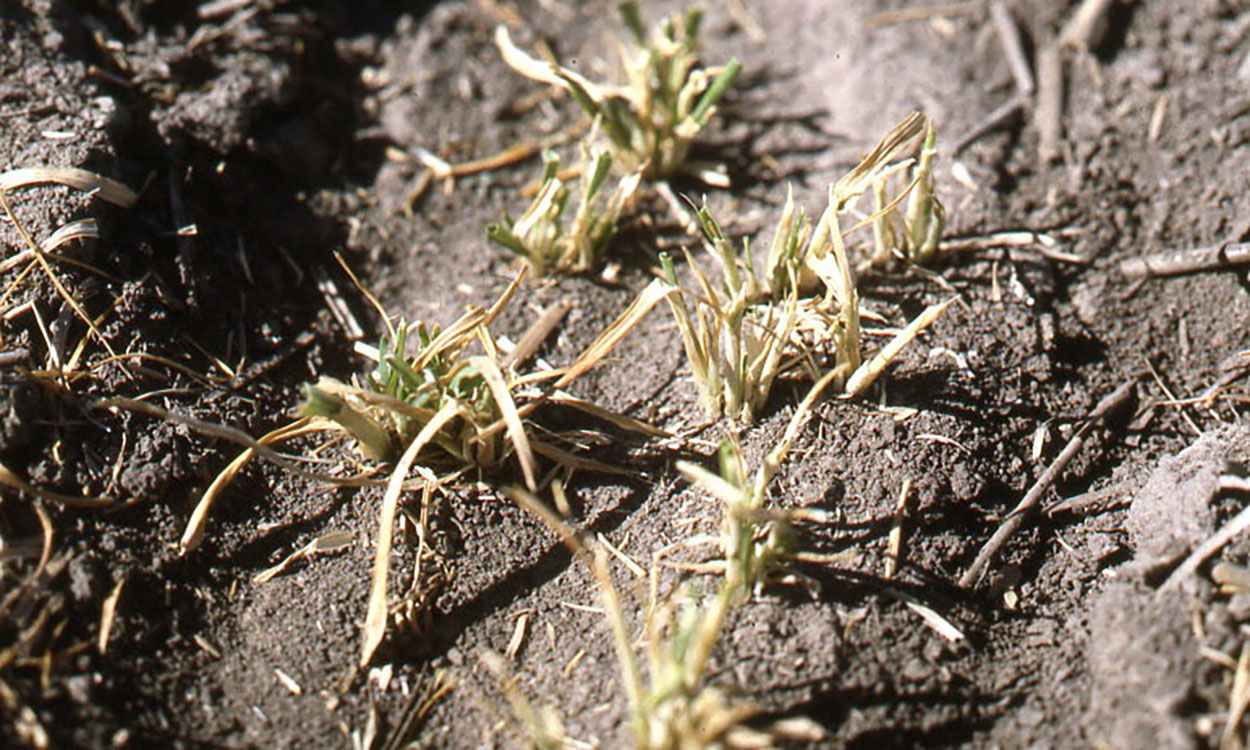 Brown wheat plants that have obvious feeding injury to them due to cutworm caterpillars.