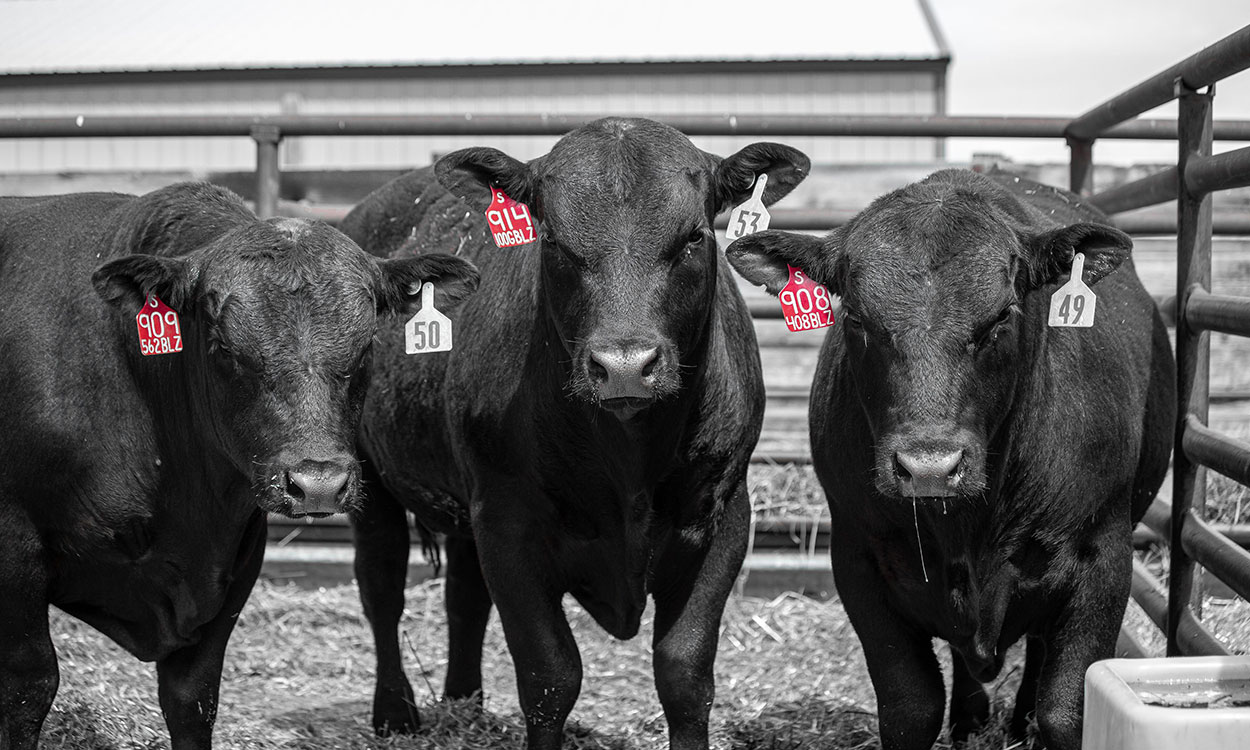 Three young, Black Angus bulls in a pen.
