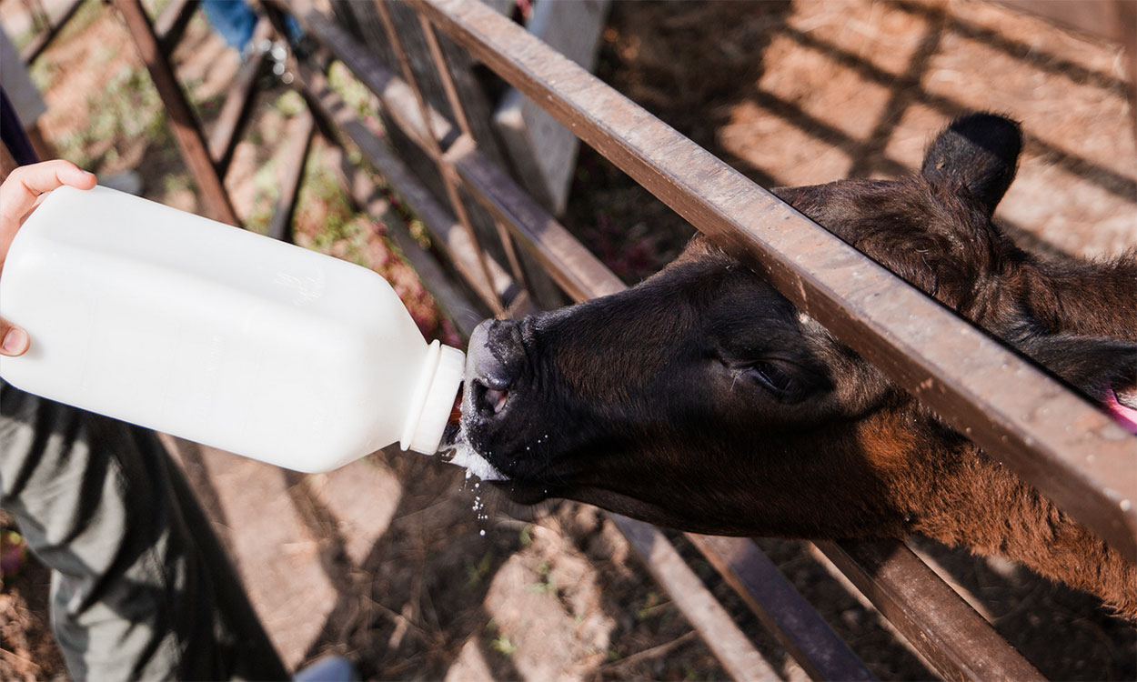 Young, black calf being bottle fed in a pen.