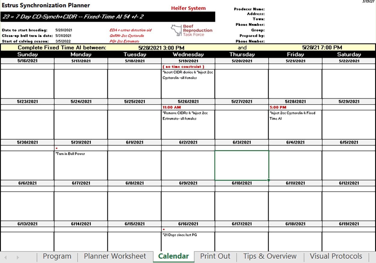 A screenshot of the 'calendar' tab of 'Estrus Synchronization Planner' spreadsheet tool displaying the user's scheduled synchronization tasks. To learn more about the tool, visit the Iowa Beef Center website: https://www.iowabeefcenter.org/estrussynch.html