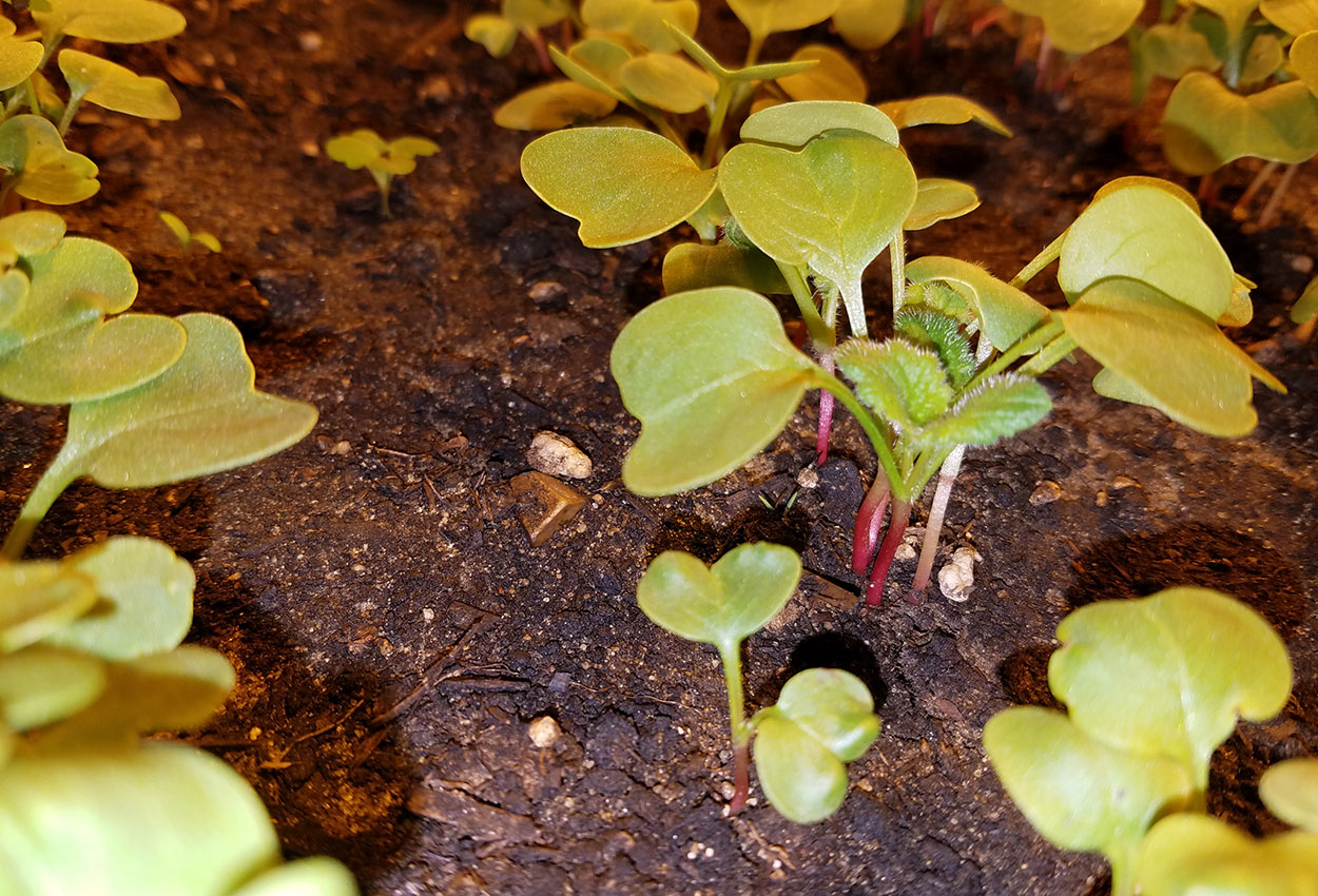 Radish seedlings emerging from soil.