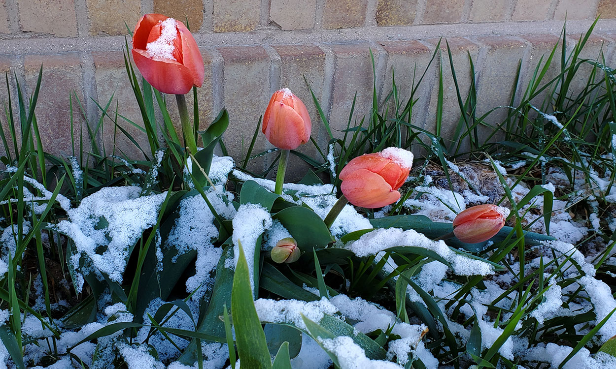 Red, snow-covered tulips growing beside a brick building.