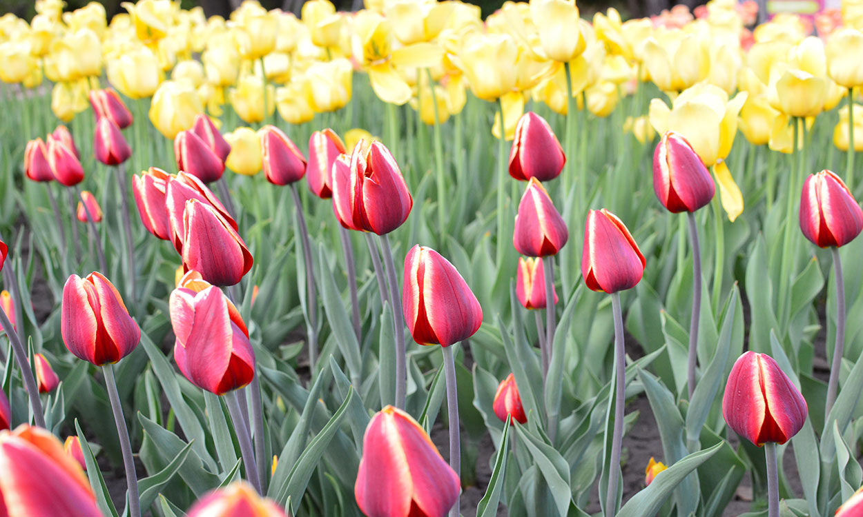 Colorful variety of red and yellow tulips in full bloom.