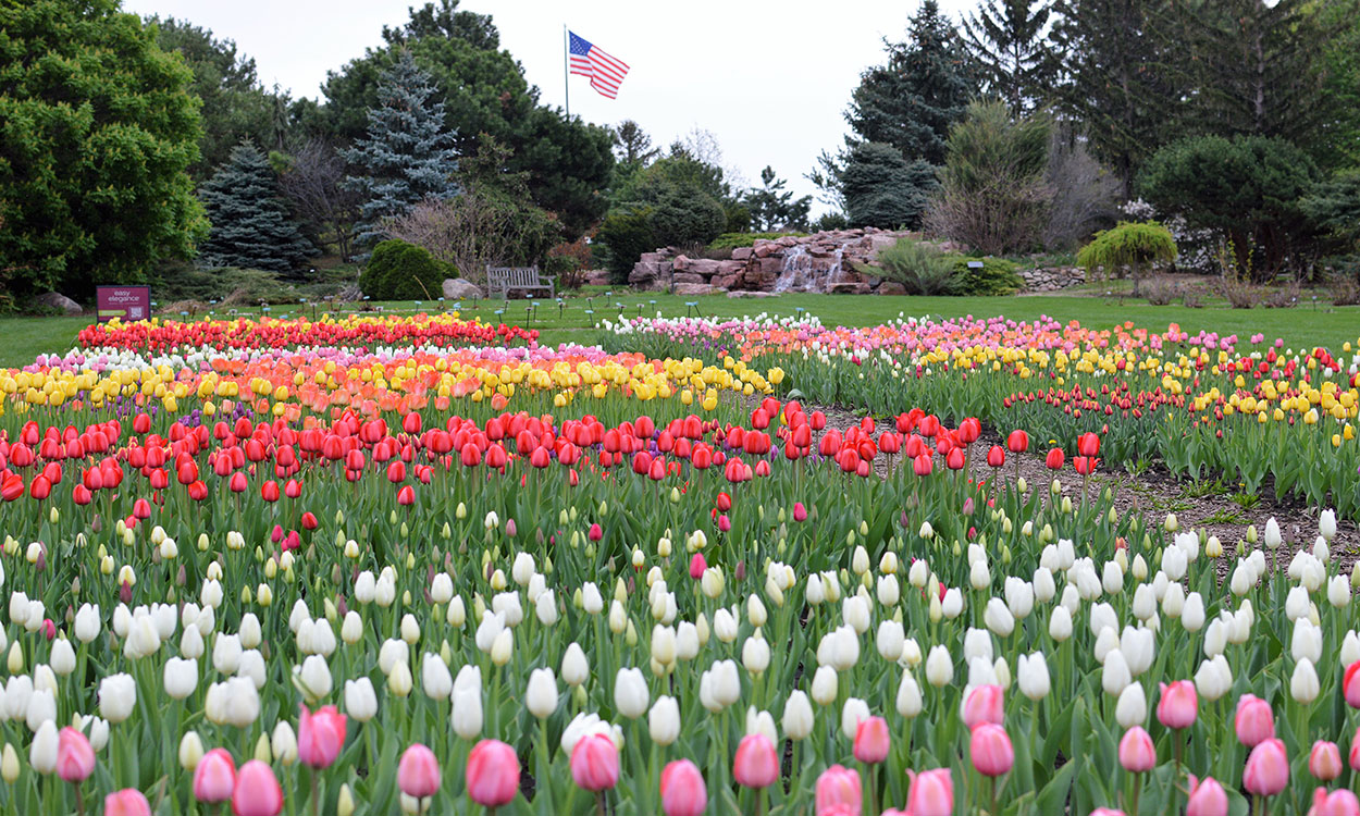 Several rows of colorful tulips blooming in McCrory Gardens.