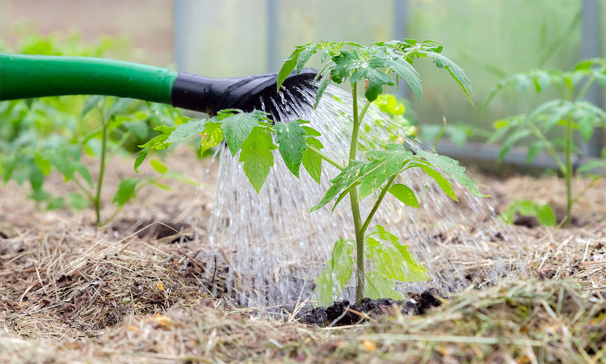 Young tomato plants surrounded by organic mulch in a no-till garden.