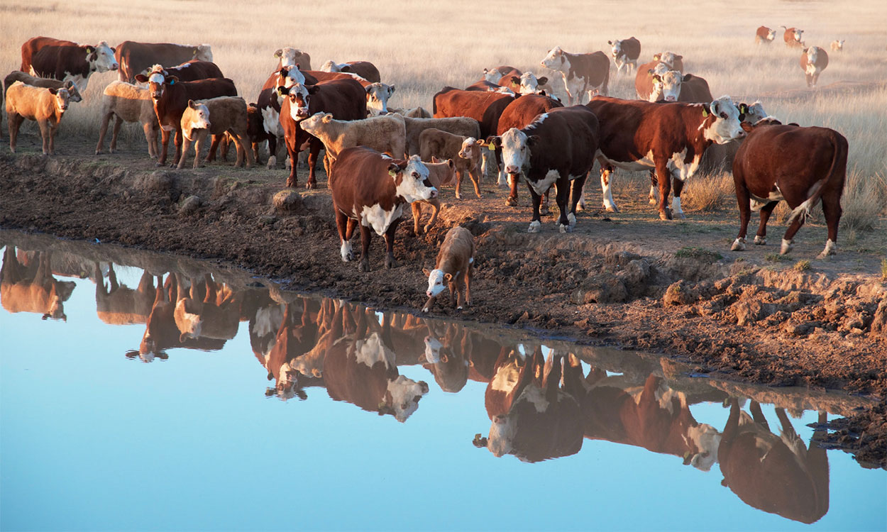 hereford beef cattle drinking at dam during drought.