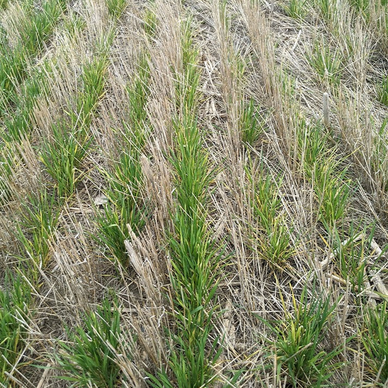 Winter wheat plants at the tillering growth stage with leaves yellowing as a result of wheat streak mosaic virus infection.