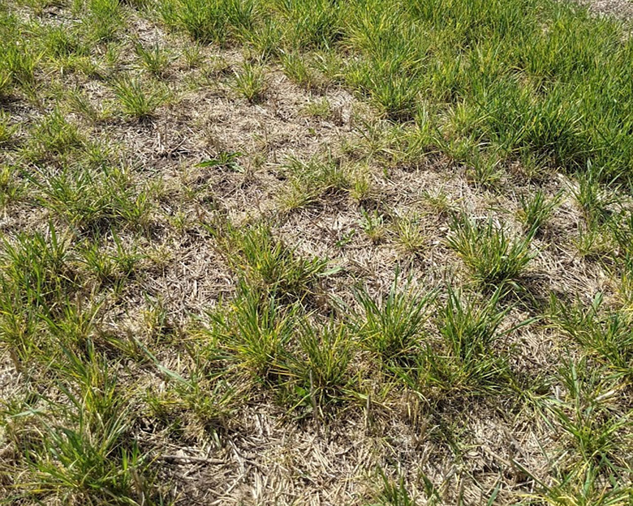 A portion of a fallow wheat field showing volunteer wheat from previous season with yellowing symptoms due to wheat streak mosaic virus. Such a field serves as a source of infested wheat curl mites that transmit wheat streak mosaic virus to newly planted wheat.