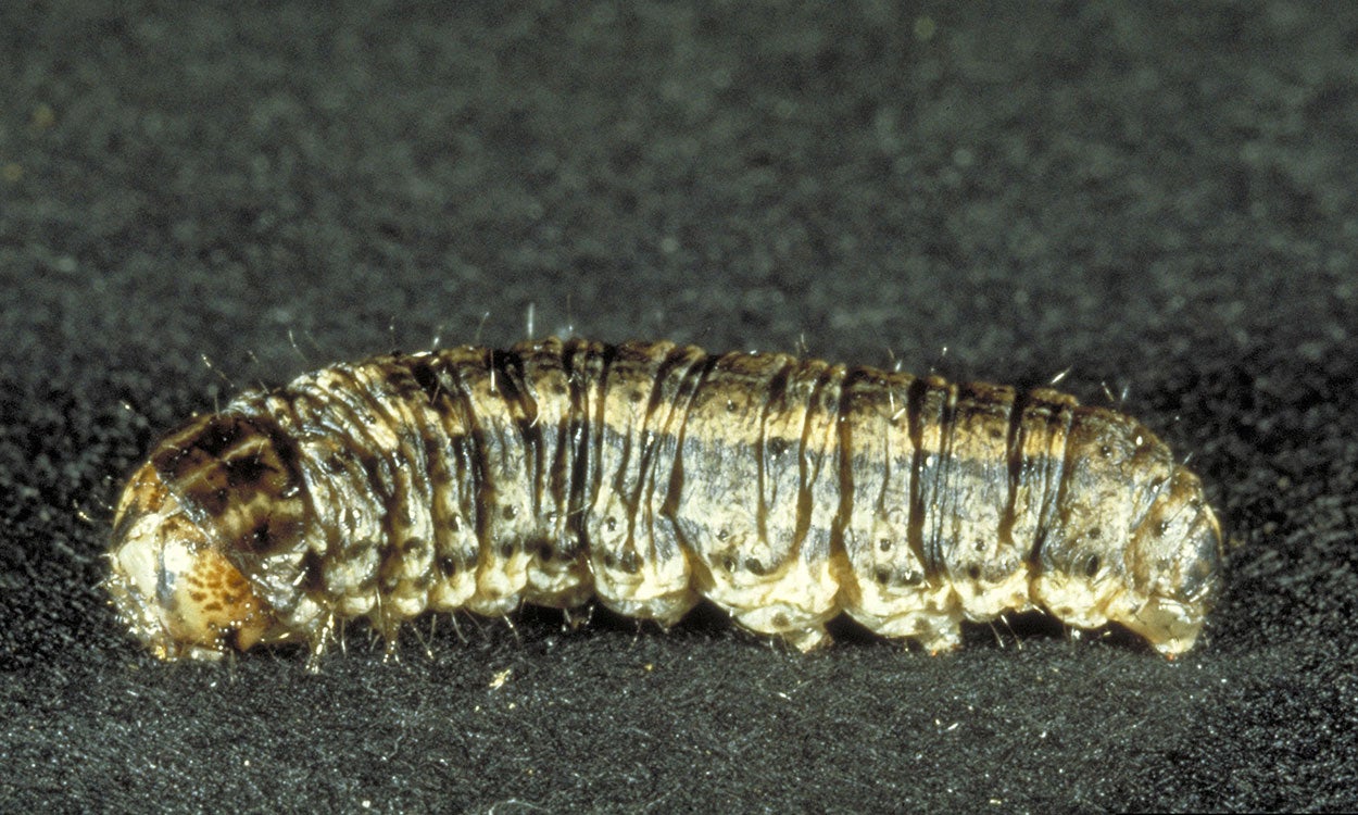 Dark brown caterpillar with white markings.