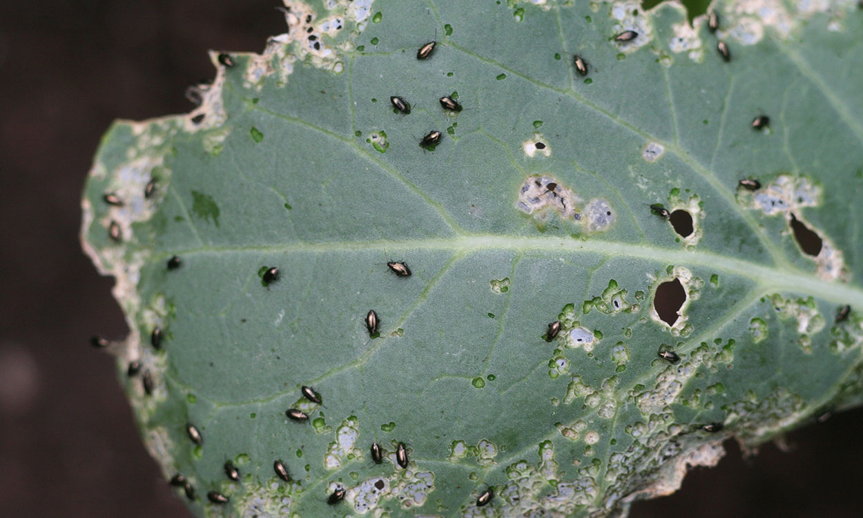 Numerous small black beetles feeding on a green leaf.
