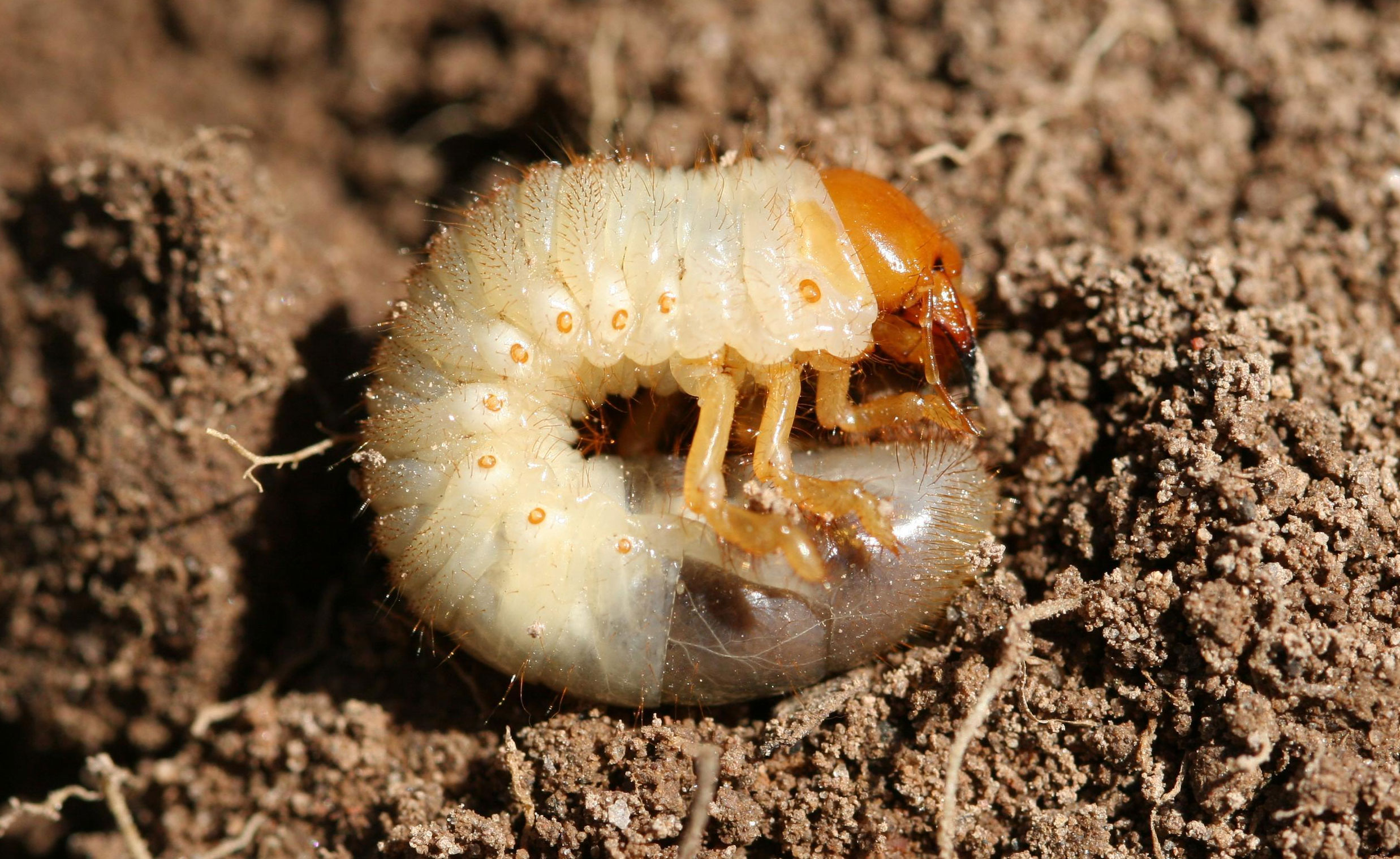 A grub that has an orange colored head and legs and a white body with a dark grey tip at the end. The grub is laying on top of the soil.