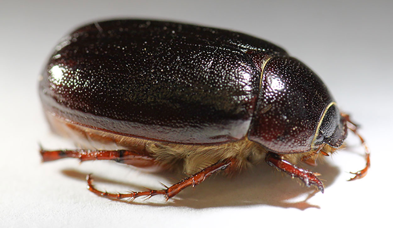 Dark brown beetle with light brown legs and visible hairs on the ventral side.