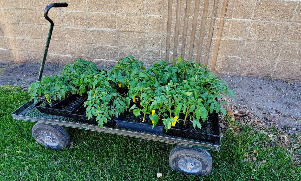 Vareity of garden plants arranged on a four-wheeled garden cart.