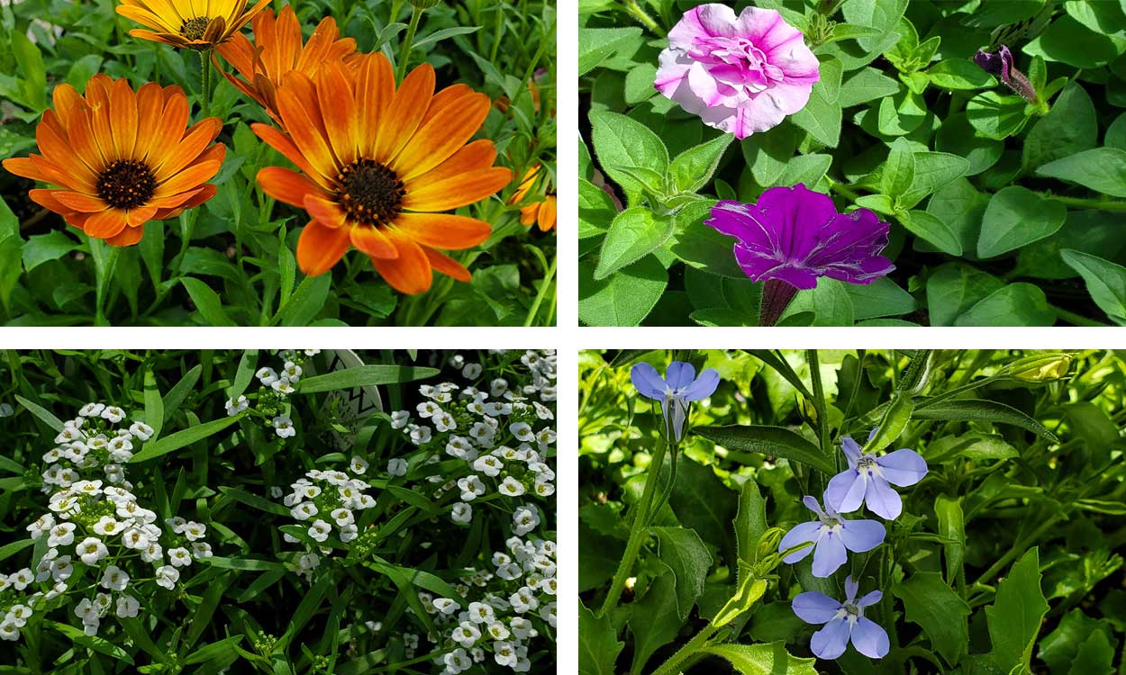 Variety of cool-season, flowering plants, including: African Daisies, Petunias, Lobelia and Alyssum.