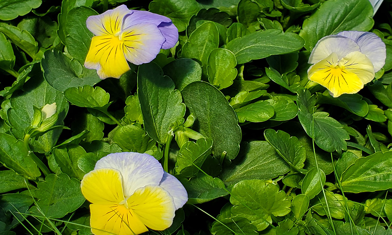 Purlple, white and yellow Pansy flowers blooming from a leafy, green plant.